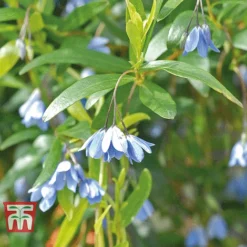 Sollya Heterophylla -Garden Central Sales Store bluebell creeper
