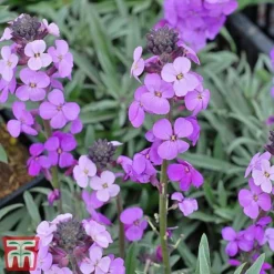 Wallflower 'Bowles's Mauve' -Garden Central Sales Store bowles4