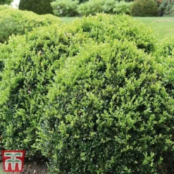 Box Ball -Garden Central Sales Store box ball2