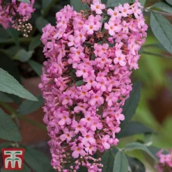 Buddleja 'Pink Cascade' -Garden Central Sales Store budd casc b
