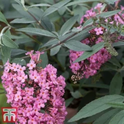 Buddleja 'Pink Cascade' -Garden Central Sales Store budd casc d