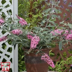 Buddleja 'Pink Cascade' -Garden Central Sales Store budd casc e