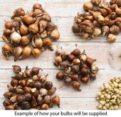 Summer Collection - Bulbs & Seeds -Garden Central Sales Store bulb eg1