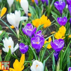 Bright Bulb Collection -Garden Central Sales Store bulb22