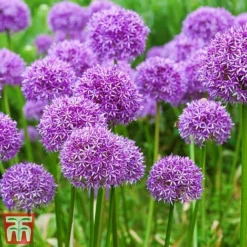 Bright Bulb Collection -Garden Central Sales Store bulb35