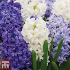 Bright Bulb Collection -Garden Central Sales Store bulb45