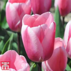 Bright Bulb Collection -Garden Central Sales Store bulb55