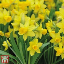 Bright Bulb Collection -Garden Central Sales Store bulb62