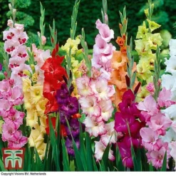 Summer Colour Bulb Collection -Garden Central Sales Store bulbs T44895 b