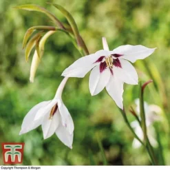 Summer Colour Bulb Collection -Garden Central Sales Store bulbs T44895 c