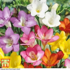 Summer Colour Bulb Collection -Garden Central Sales Store bulbs T44895 e