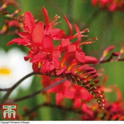 Summer Colour Bulb Collection -Garden Central Sales Store bulbs T44895 f