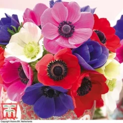 Summer Colour Bulb Collection -Garden Central Sales Store bulbs T44895 g