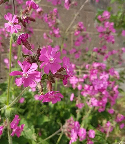 Butterfly Mix Seed Bag - 100 Balls 6 Butterfly Mix Seed Bag - 100 Balls - Image 6