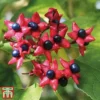 Clerodendrum Trichotomum