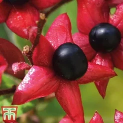 Clerodendrum Trichotomum -Garden Central Sales Store cal2