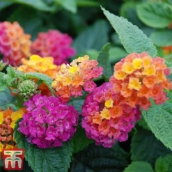Lantana Camara Calippo Collection -Garden Central Sales Store cali ora