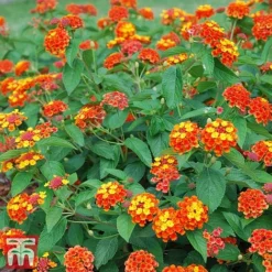 Lantana Camara Calippo Collection -Garden Central Sales Store cali red1