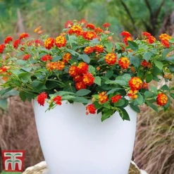Lantana Camara Calippo Collection -Garden Central Sales Store cali red5