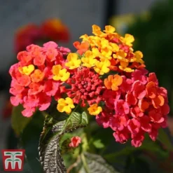 Lantana Camara Calippo Collection -Garden Central Sales Store cali tuti2