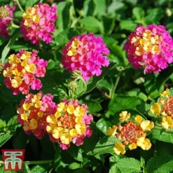Lantana Camara Calippo Collection -Garden Central Sales Store cali tuti3