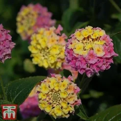 Lantana Camara Calippo Collection -Garden Central Sales Store cali tuti4