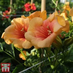 Campsis X Tagliabuana 'Summer Jazz - Gold' -Garden Central Sales Store camp jazz3