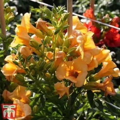 Campsis X Tagliabuana 'Summer Jazz - Gold' -Garden Central Sales Store camp jazz4