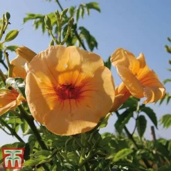Campsis X Tagliabuana 'Summer Jazz - Gold' -Garden Central Sales Store camp jazz5