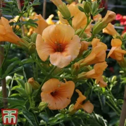 Campsis X Tagliabuana 'Summer Jazz - Gold' -Garden Central Sales Store camp jazz6