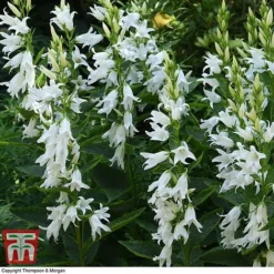 Campanula Persicifolia Var. Alba -Garden Central Sales Store camp latif