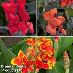 Canna X Generalis 'Cannova Collection'