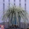 Carex Oshimensis 'Everest'