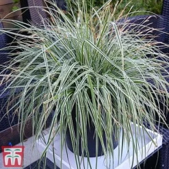 Carex Oshimensis 'Everest' -Garden Central Sales Store care eve11