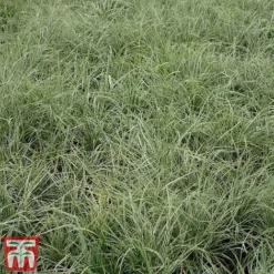 Carex Oshimensis 'Everest' -Garden Central Sales Store care eve3