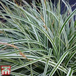 Carex Oshimensis 'Everest' -Garden Central Sales Store care eve4