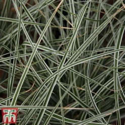 Carex Oshimensis 'Everest' -Garden Central Sales Store care eve5