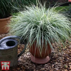 Carex Oshimensis 'Everest' -Garden Central Sales Store care eve6