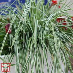Carex Oshimensis 'Everest' -Garden Central Sales Store care eve9