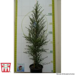 Ceanothus 'Concha' -Garden Central Sales Store cean con