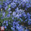 Ceanothus 'Italian Skies'