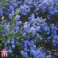 Ceanothus 'Italian Skies'