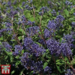 Ceanothus X Delilianus 'Henri Desfosse' -Garden Central Sales Store cean3