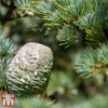 Cedrus Atlantica