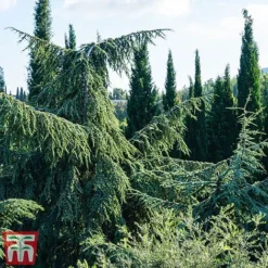 Cedrus Libani -Garden Central Sales Store cedr li