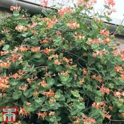 Honeysuckle 'Celestial' -Garden Central Sales Store cele3
