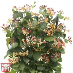 Honeysuckle 'Celestial' -Garden Central Sales Store cele5