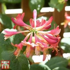 Honeysuckle 'Celestial' -Garden Central Sales Store cele7