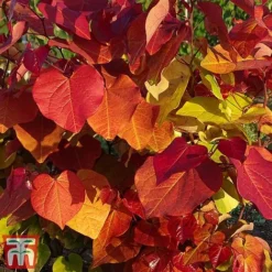 Cercis 'Eternal Flame' -Garden Central Sales Store cersi3