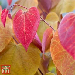 Cercis 'Eternal Flame' -Garden Central Sales Store cersi4